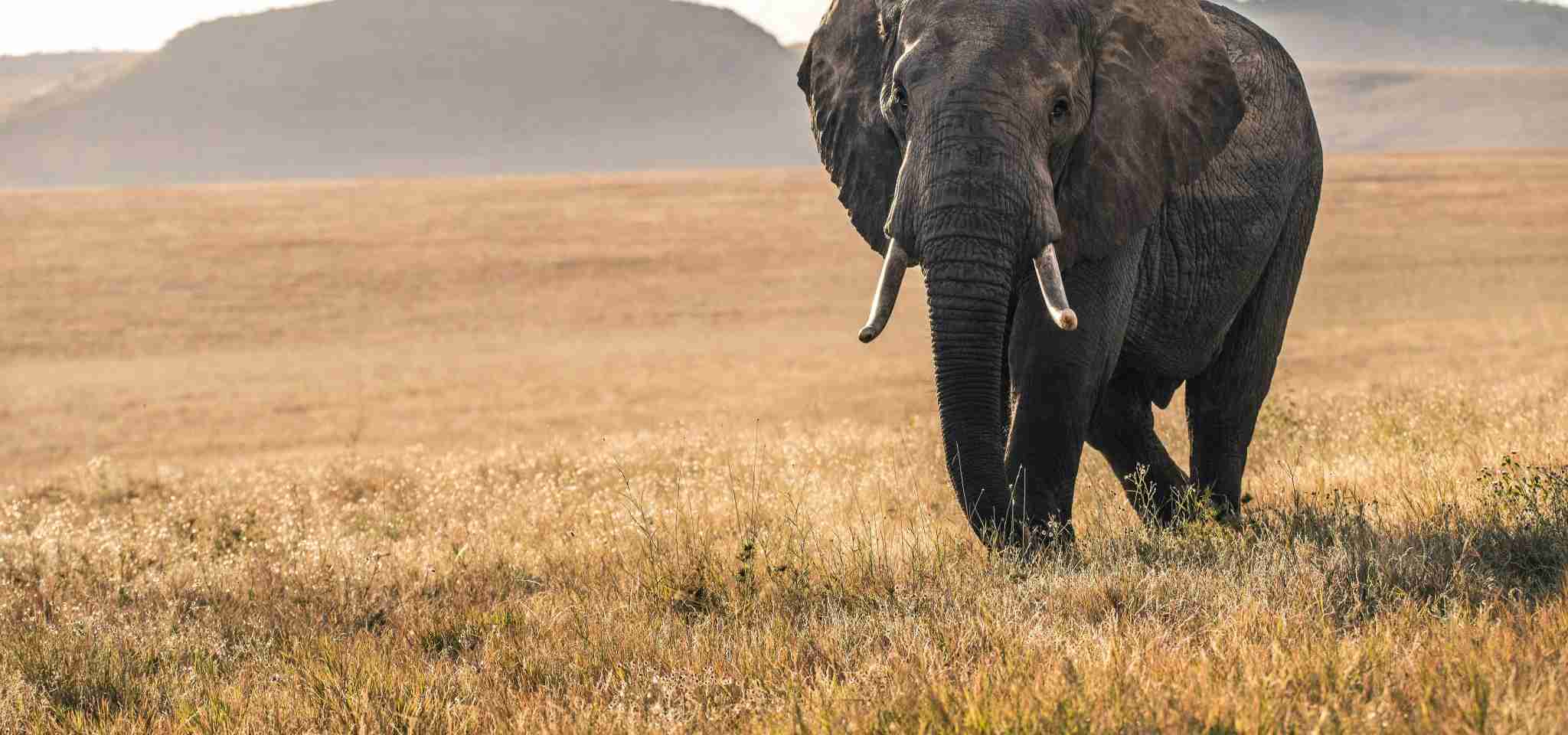 An elephant in the Lewa conservancy in Kenya is lit by the soft light of dawn.