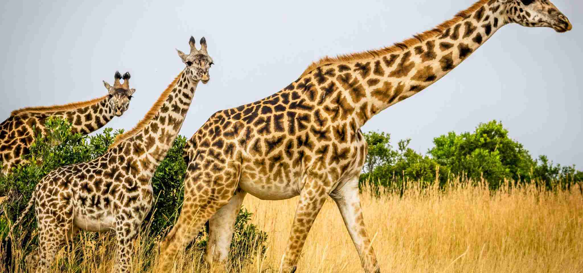 Three giraffes.